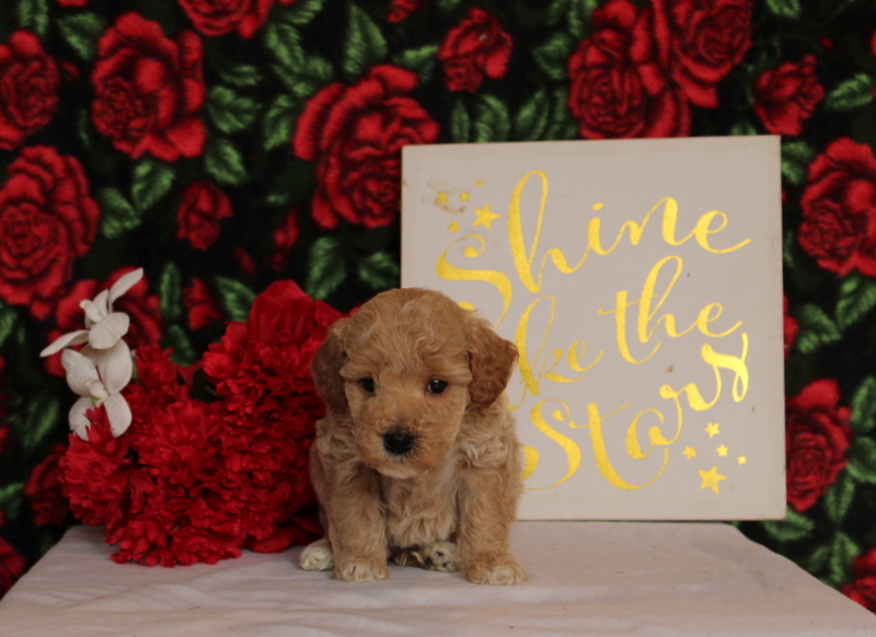 puppy, for, sale, Mini Goldendoodle F2, Matthew B. Stoltzfus, dog, breeder, Gap, PA, dog-breeder, puppy-for-sale, forsale, nearby, find, puppyfind, locator, puppylocator, aca